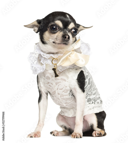 Photo: Chihuahua dressed with lace shirt, sitting, 18 months old Chihuahua dressed with lace shirt, sitting, 18 months old