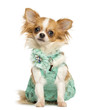 Chihuahua wearing a green dress sitting, looking at the camera