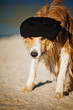 cool dog in a cap on the beach