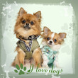 Two dressed up Chihuahuas sitting, on designed background