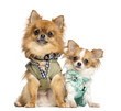 Two dressed up Chihuahuas sitting, 10 months and 2 years old