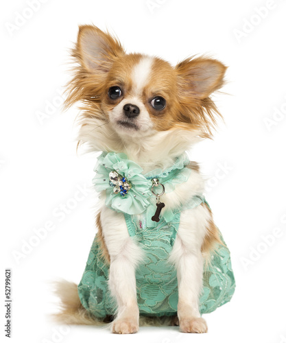 Photo: Chihuahua wearing a green dress sitting, looking at the camera Chihuahua wearing a green dress sitting, looking at the camera
