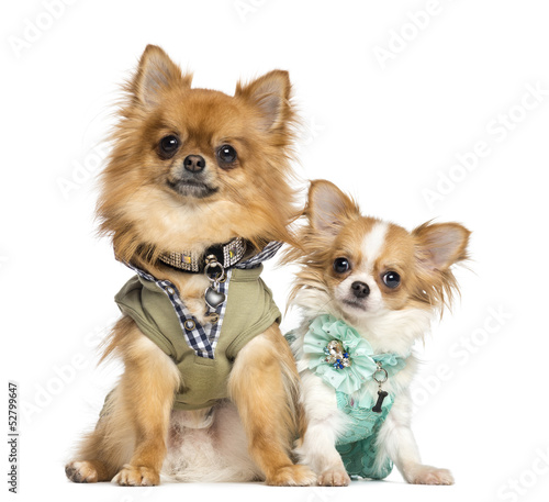 Photo: Two dressed up Chihuahuas sitting, 10 months and 2 years old Two dressed up Chihuahuas sitting, 10 months and 2 years old