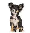 Photo: Chihuahua puppy wearing fancy collar, 3 months old, isolated Chihuahua puppy wearing fancy collar, 3 months old, isolated