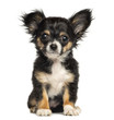 Chihuahua puppy sitting, looking at the camera, 3 months old