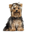 Photo: Yorkshire Terrier wearing a bow, sitting, looking at the camera Yorkshire Terrier wearing a bow, sitting, looking at the camera