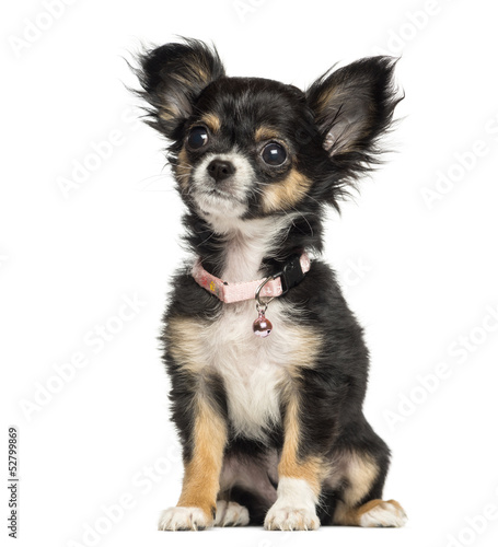 Photo: Chihuahua puppy wearing fancy collar, 3 months old, isolated Chihuahua puppy wearing fancy collar, 3 months old, isolated