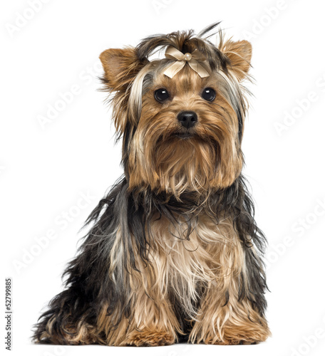 Photo: Yorkshire Terrier wearing a bow, sitting, looking at the camera Yorkshire Terrier wearing a bow, sitting, looking at the camera