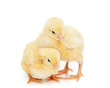 chick on white background
