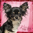 Photo: Close up of a Chihuahua on fancy background Close up of a Chihuahua on fancy background