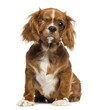 One-eyed Cavalier King Charles puppy sitting, 4 months old