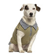 Dressed up Jack Russell Terrier, 2 years old, isolated on white