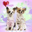 Foto: Two Chihuahuas dressed up on heart background, 9 months old Two Chihuahuas dressed up on heart background, 9 months old