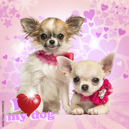 Photo: Two Chihuahua puppies with bow collars, on heart background Two Chihuahua puppies with bow collars, on heart background