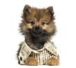 Dressed-up Spitz puppy lying, wearing a shirt