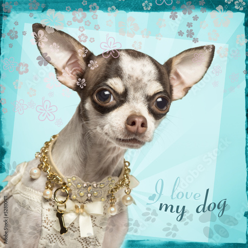 Photo: Close-up of Chihuahua with fancy collar, on flowery background Close-up of Chihuahua with fancy collar, on flowery background