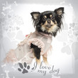 Photo: Side view of a dressed up Chihuahua on designed background Side view of a dressed up Chihuahua on designed background