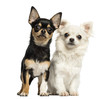 Chihuahua puppies next to each other, looking at the camera