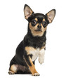 Chihuahua lefting a paw, looking at the camera, 8 months old
