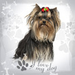 Yorkshire Terrier wearing a bow, sitting on designed background