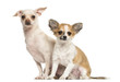 Two Chihuahua sitting, looking at the camera, 18 and 4 months