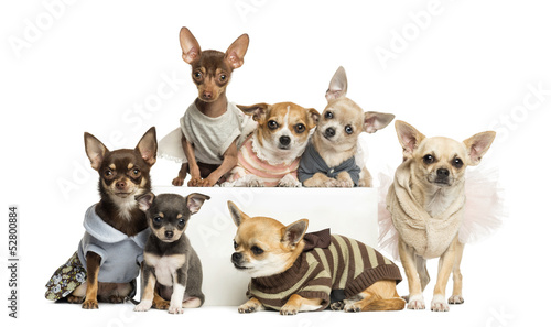 Photo: Group of dressed-up Chihuahuas, isolated on white Group of dressed-up Chihuahuas, isolated on white