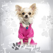 Dressed up Chihuahua with fancy collar on designed background