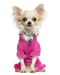 Dressed up Chihuahua sitting, looking at the camera