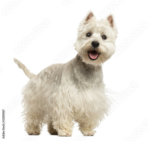 Photo: West Highland White Terrier panting, looking happy West Highland White Terrier panting, looking happy