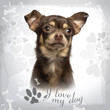 Close-up of a Chihuahua on designed background, 13 months old