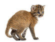 canvas print picture Rear view of an Asian golden cat, Pardofelis temminckii