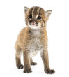 canvas print picture Asian golden cat cub standing, looking up, Pardofelis temminckii