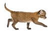 Side view of an Asian golden cat walking, Pardofelis temminckii