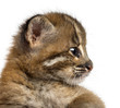 Photo: Close-up of an Asian golden cat's profile, Pardofelis temminckii Close-up of an Asian golden cat's profile, Pardofelis temminckii