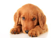 Photo: Golden Irish puppy Golden Irish puppy
