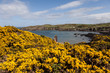 Photo: Spring Views around Porth Wen Spring Views around Porth Wen