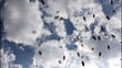 Video: Bees in flight Bees in flight