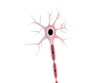 neurone su sfondo bianco