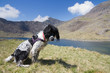 Spinger Spaniel waiting under Mount Snowdon, Wales.