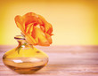 Single ranunculus flower on yellow background