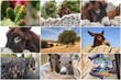 Collage di asinelli e simboli della Sicilia
