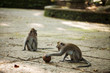 Monkey with ball