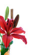 Foto: Beautiful red tiger lily Beautiful red tiger lily