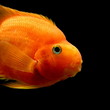 Papageienfisch