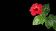 Blooming red Hibiscus flower buds ALPHA matte (Hibiscus rosa-sin