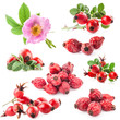 Photo: Dog rose (Rosa canina) flowers and fruits isolated on white Dog rose (Rosa canina) flowers and fruits isolated on white