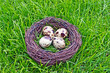 Vogelnest mit Wachteleier
