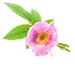 Dog rose (Rosa canina) flowers isolated on white background
