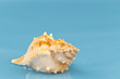 Little sea snail on blue background