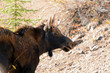 Moose